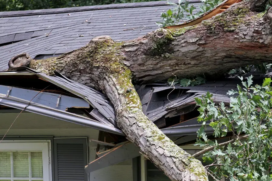 Fallen evergreen trunk crushing a house roof after a windstorm