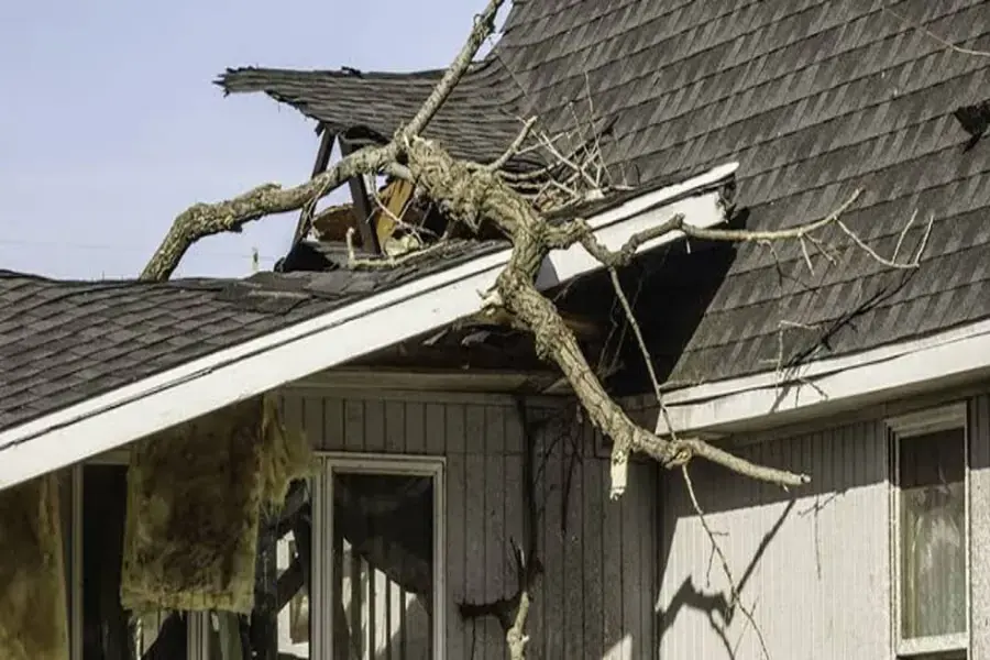 Evergreen limb broken through the roof edge of a house after a windstorm in Sammamish, WA